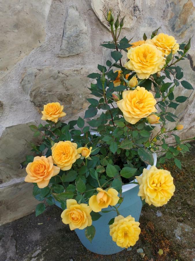 El Olivar Caceres Luaran gambar