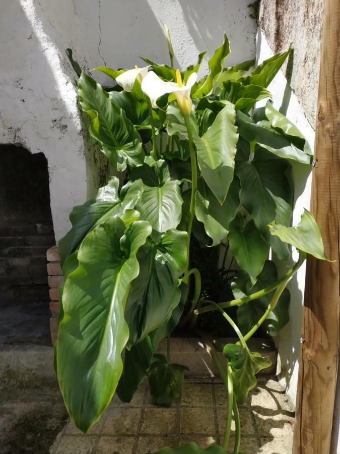 El Olivar Caceres Luaran gambar